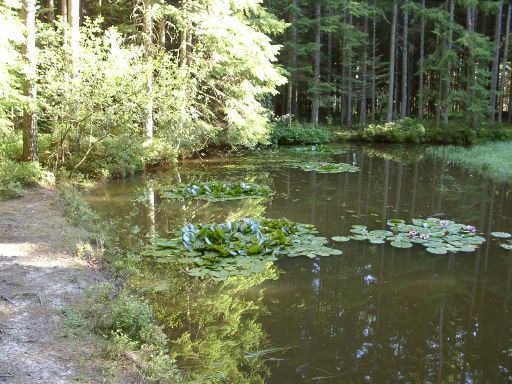 Small lake in the forest
