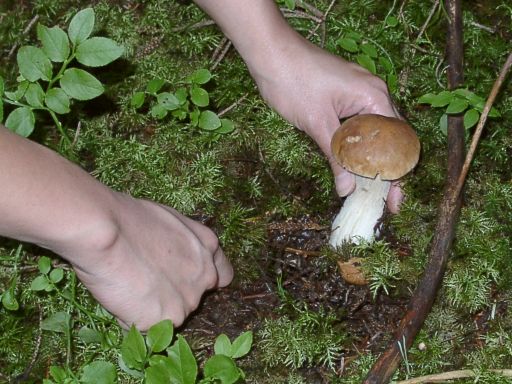 This mushroom is edible