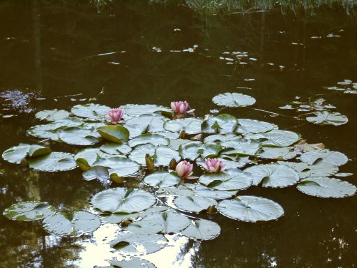 Water lilies floating on the lake