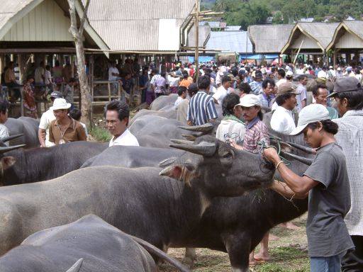 Buffalos at Bolu Market