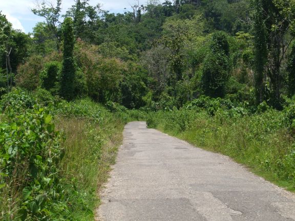 Road through Hutan Lambusango