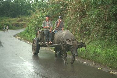 Oxcart in Aceh, Indonesia
